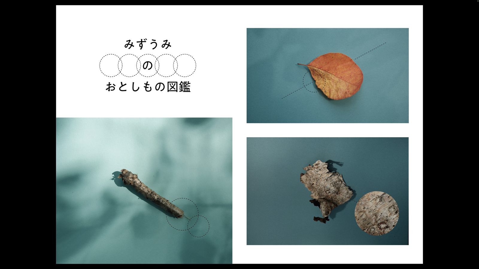 Small discoveries from the shore.
